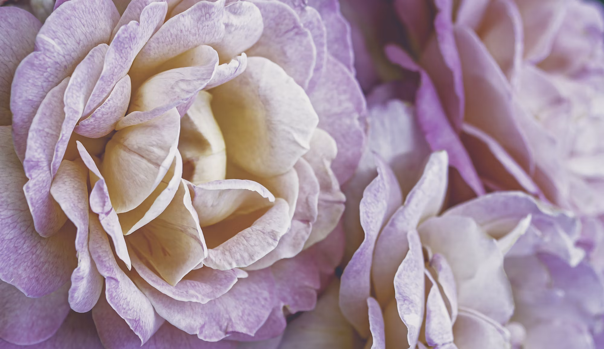 Embracing Nature: The Allure of Green Fragrances